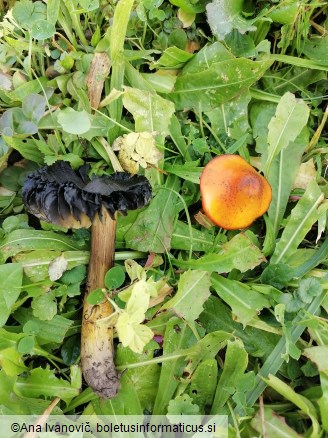 Hygrocybe conica