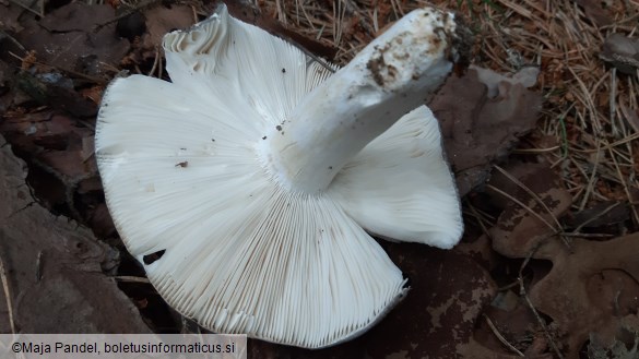 Russula cyanoxantha