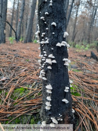 Schizophyllum commune