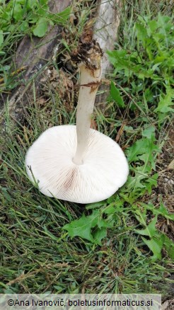 Pluteus inquilinus