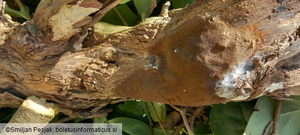 Phellinus punctatus