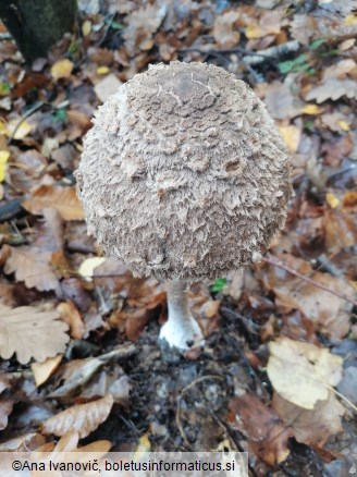 Macrolepiota excoriata