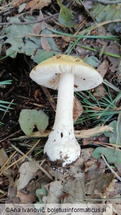 Amanita gemmata