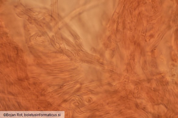 Skeletocutis albocremea