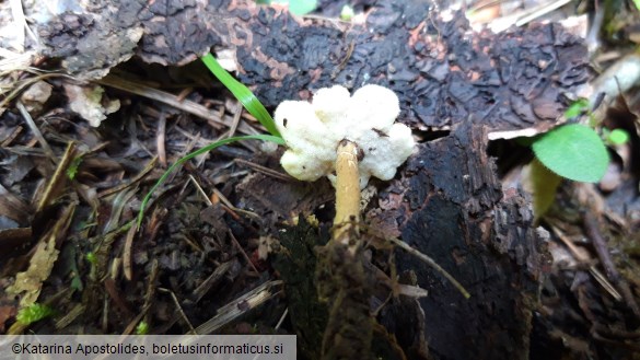 Polyporus