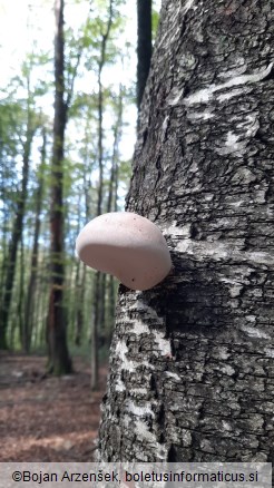 Piptoporus betulinus