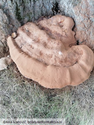 Ganoderma applanatum