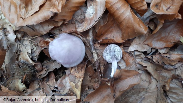 Mycena pura