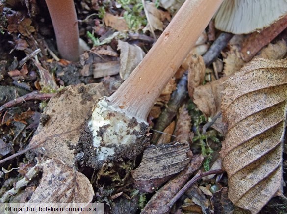 Inocybe asterospora