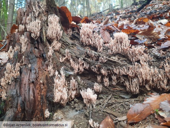 Ramaria rubella