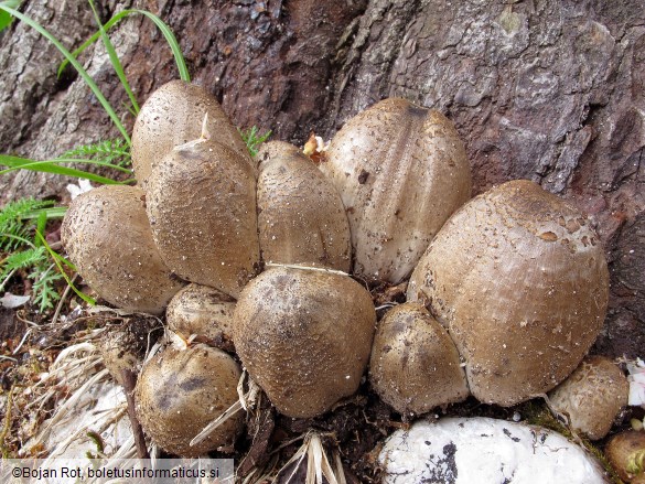 Coprinopsis romagnesiana