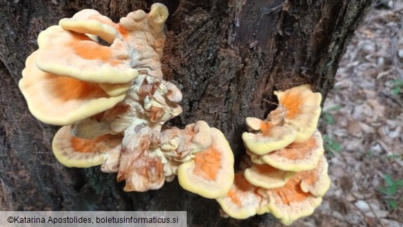 Laetiporus sulphureus