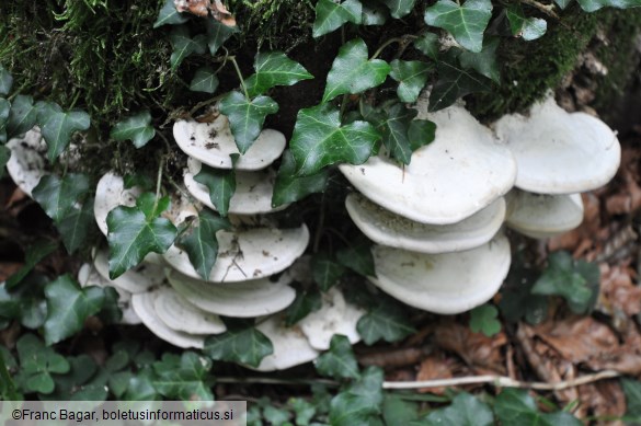 Trametes gibbosa