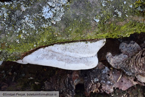 Phellinus pomaceus