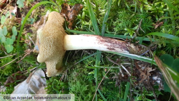 Suillus granulatus