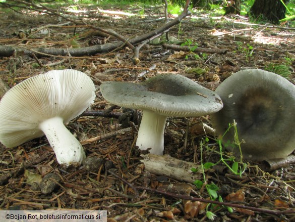 Russula parazurea