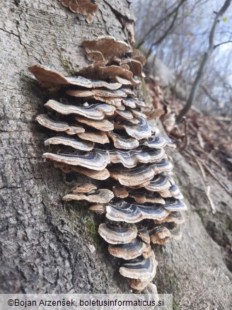 Trametes versicolor