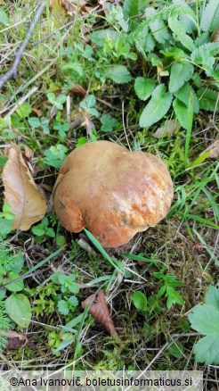 Boletus queletii