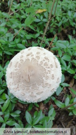 Macrolepiota procera