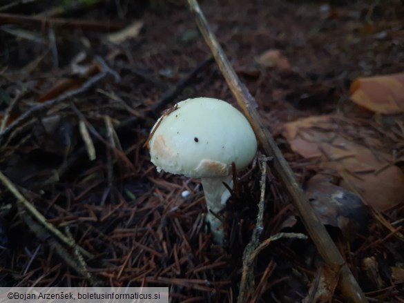 Amanita citrina