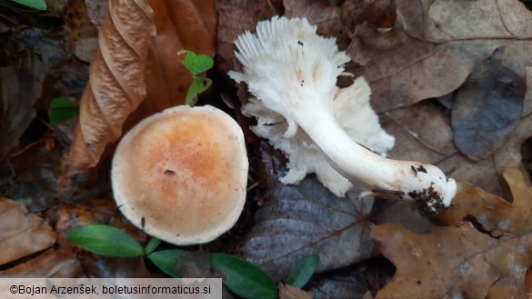 Hygrophorus pudorinus