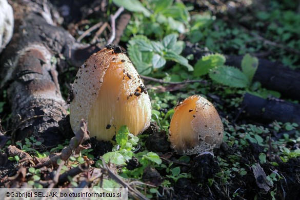 Coprinellus bipellis