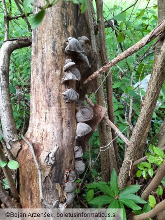 Auricularia auricula-judae
