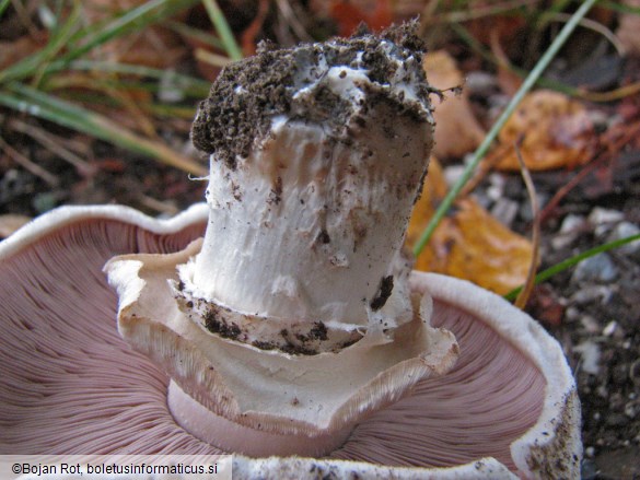 Agaricus bitorquis