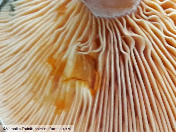 Lactarius deterrimus