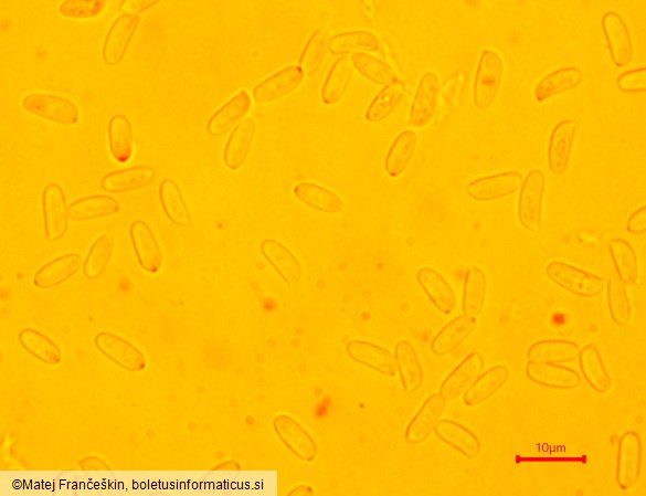 Flammulina elastica