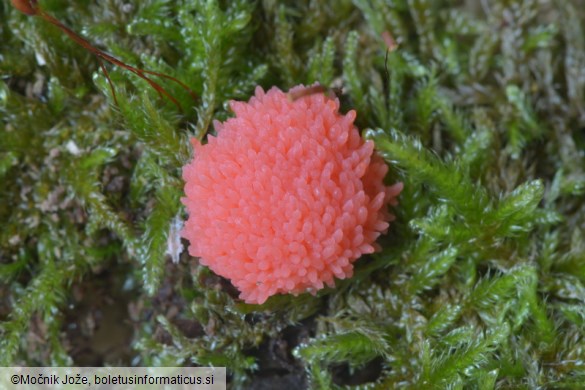 Tubifera ferruginosa