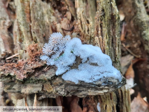 Ceratiomyxa fruticulosa