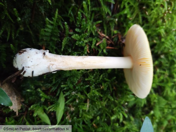 Amanita gemmata