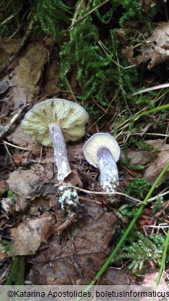 Calocybe ionides