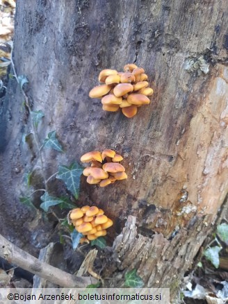 Flammulina velutipes