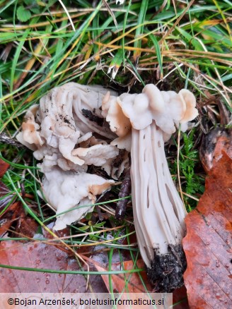 Helvella crispa