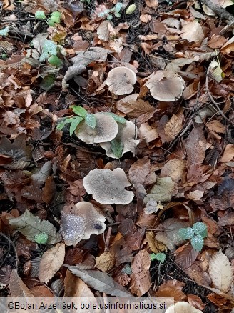 Clitocybe nebularis