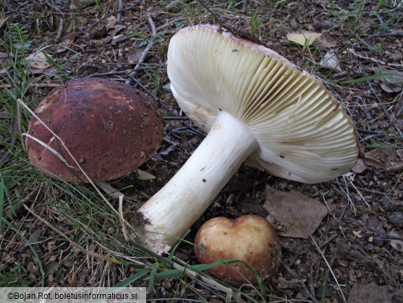 Russula faginea