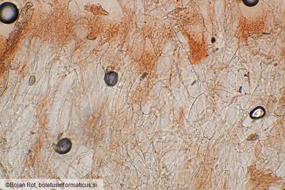 Inosperma pisciodorum