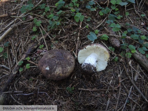 Russula viscida