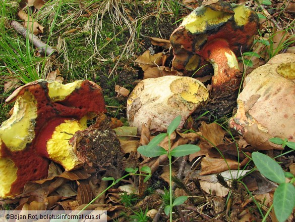 Boletus rhodoxanthus