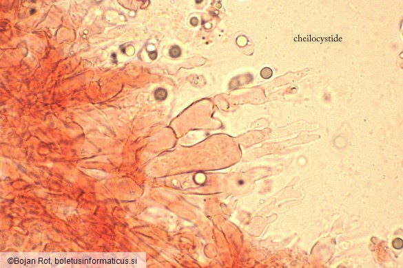Mycena olivaceomarginata