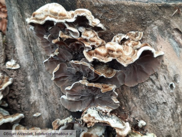 Auricularia mesenterica