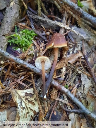 Macrocystidia cucumis