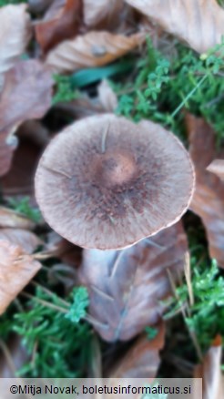 Inocybe lanuginosa