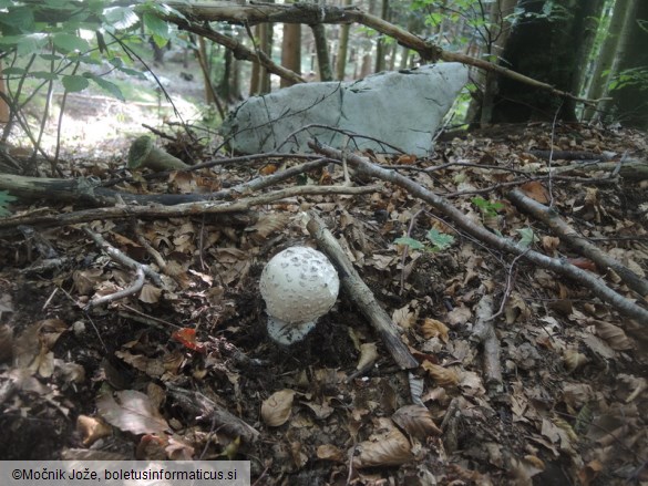 Amanita strobiliformis