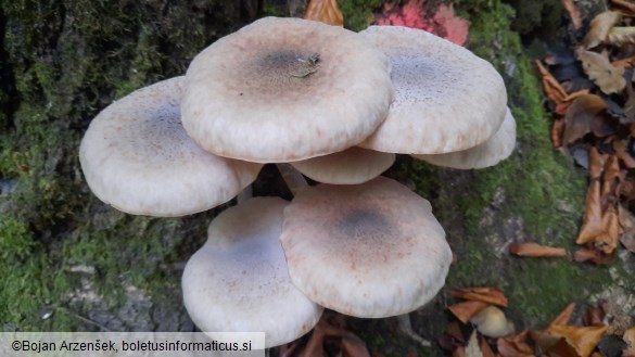 Armillaria mellea