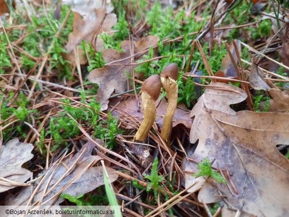 Tolypocladium capitatum