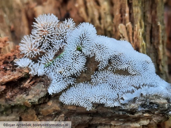 Ceratiomyxa fruticulosa