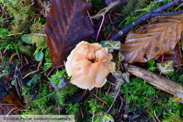 Hydnum umbilicatum